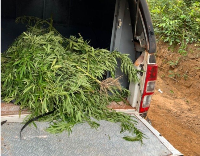 Operação Herba Nefanda erradica mais de 10 mil pés de maconha em Grajaú